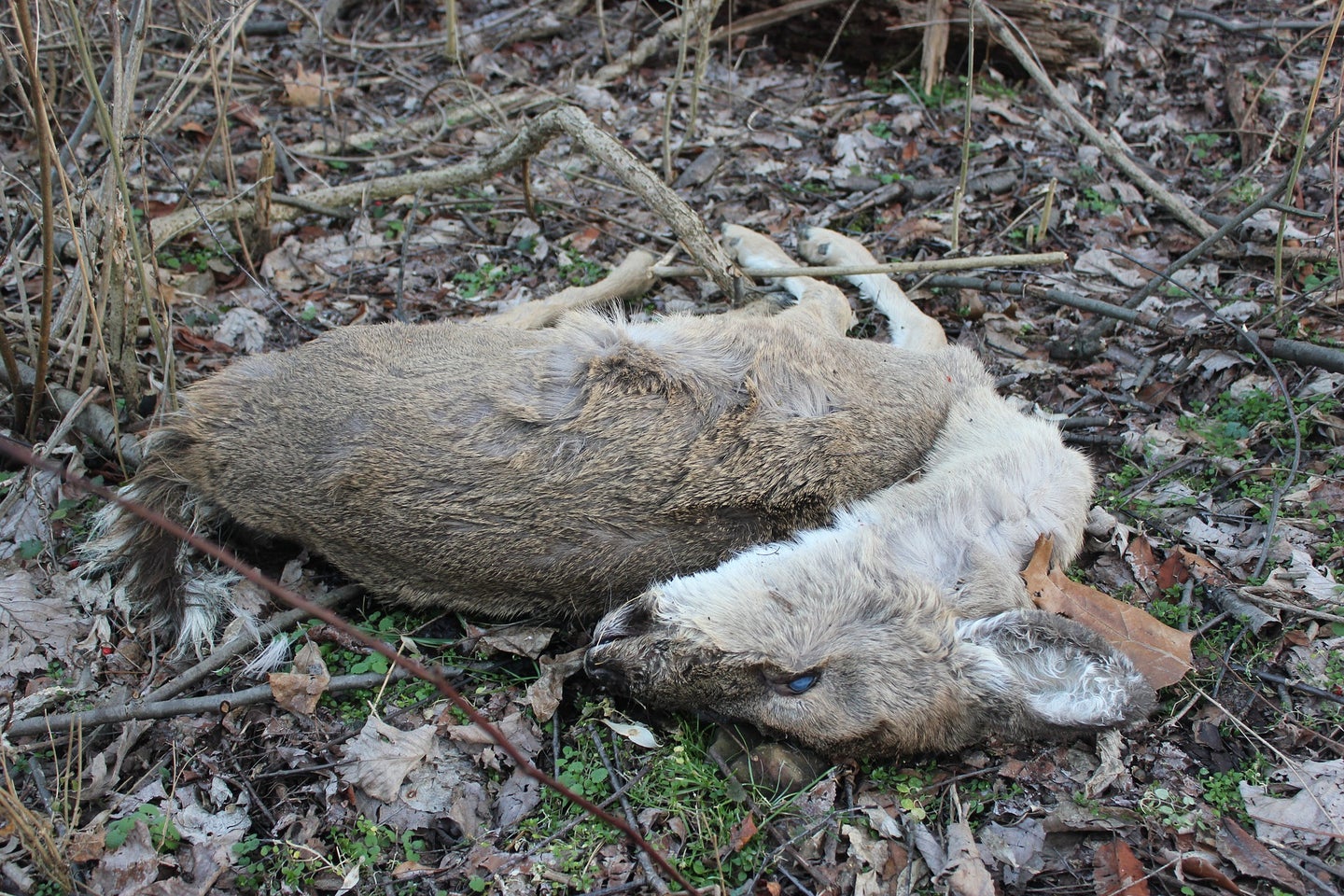 dead deer doe
