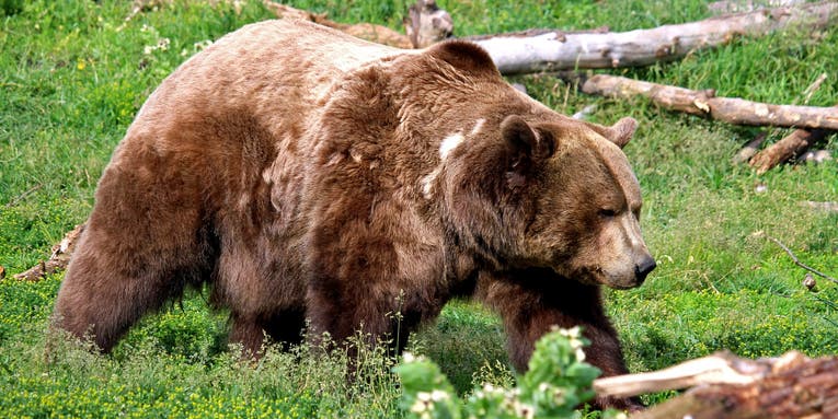 Two Harrowing Grizzly Bear Attacks Take Place in Alberta, One On a Grouse Hunter