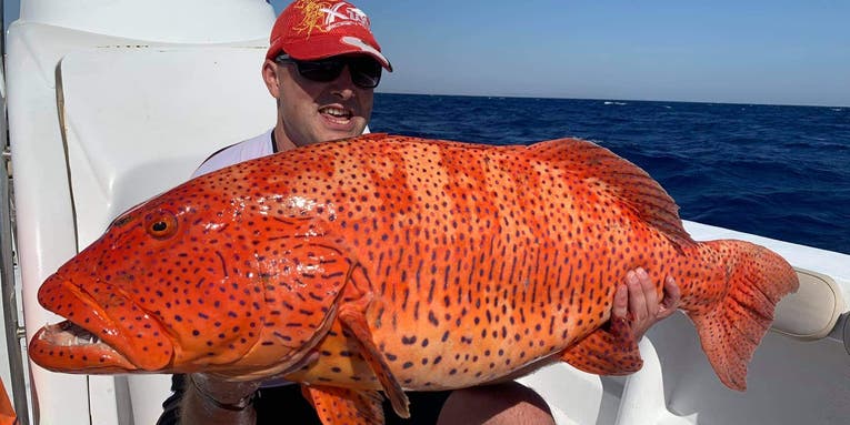 Angler Catches Incredible 31-Pound Pending IGFA World Record Roving Coralgrouper