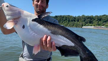 Angler Catches Wild-Looking Piebald Catfish from the Tennessee River