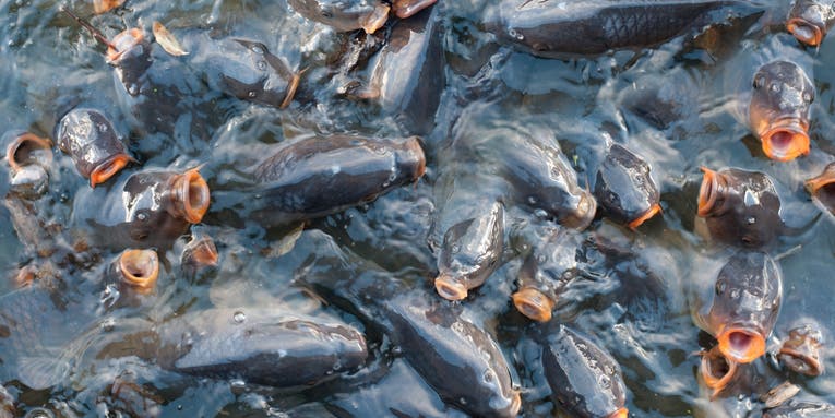 Hundreds of Common Carp in Michigan Die from Herpes Outbreak, According to MDNR