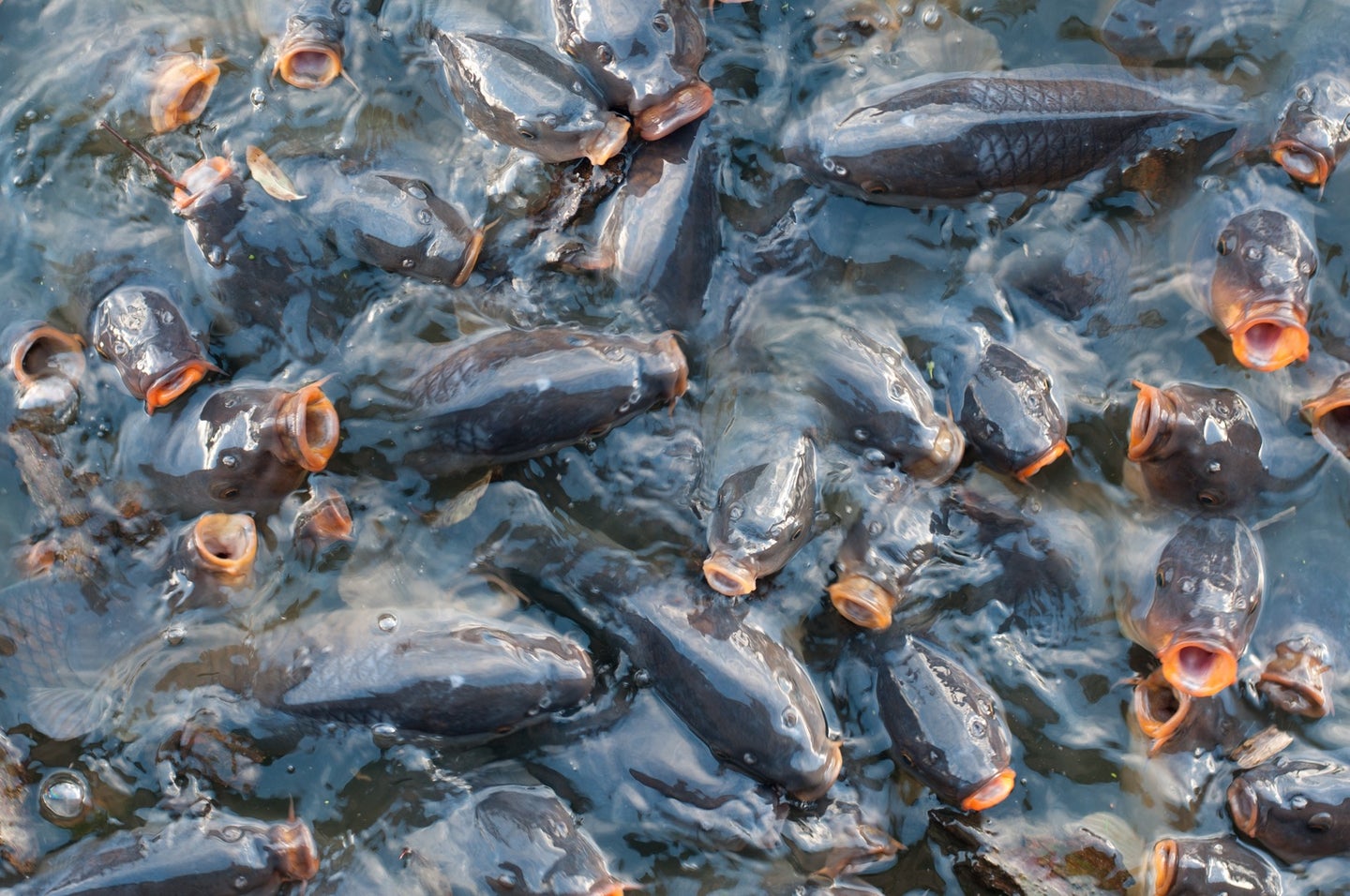 carp at surface of the water