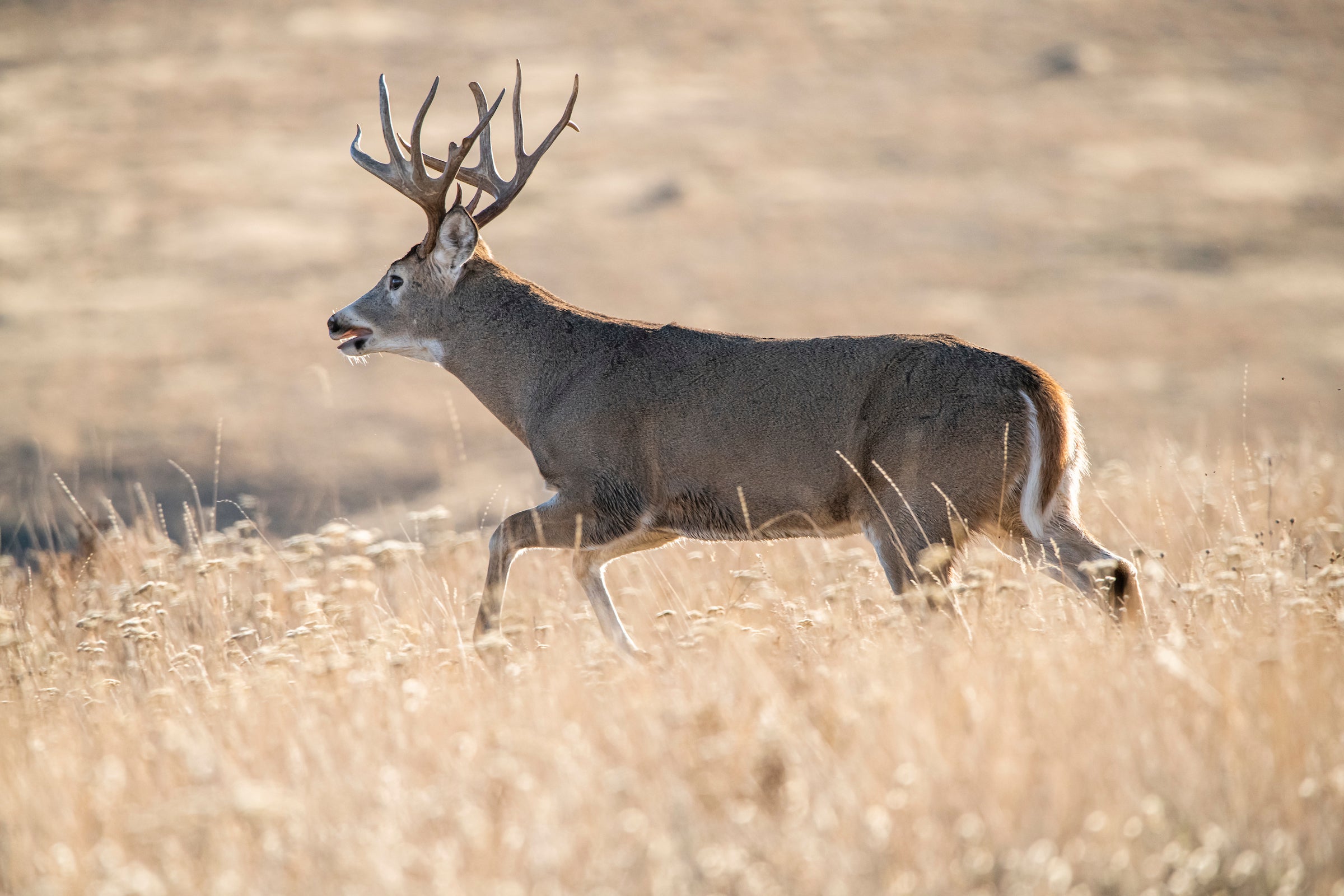 The Best Days of the 2022 Whitetail Rut