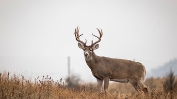The Best Days of the 2022 Whitetail Rut