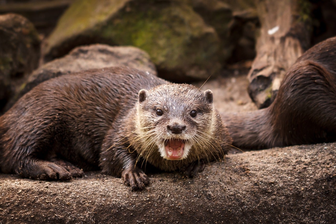 otter growls at camera