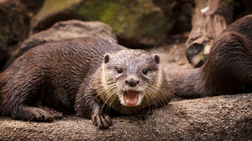 Aggressive River Otters Attack People and Pets in Alaska