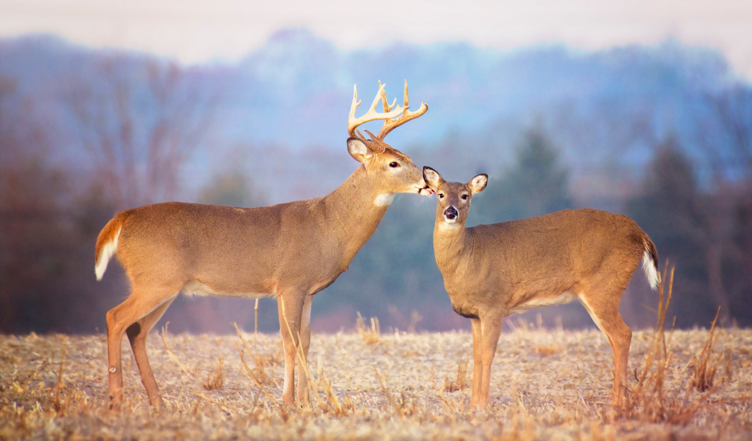 photo of whitetail buck and doe