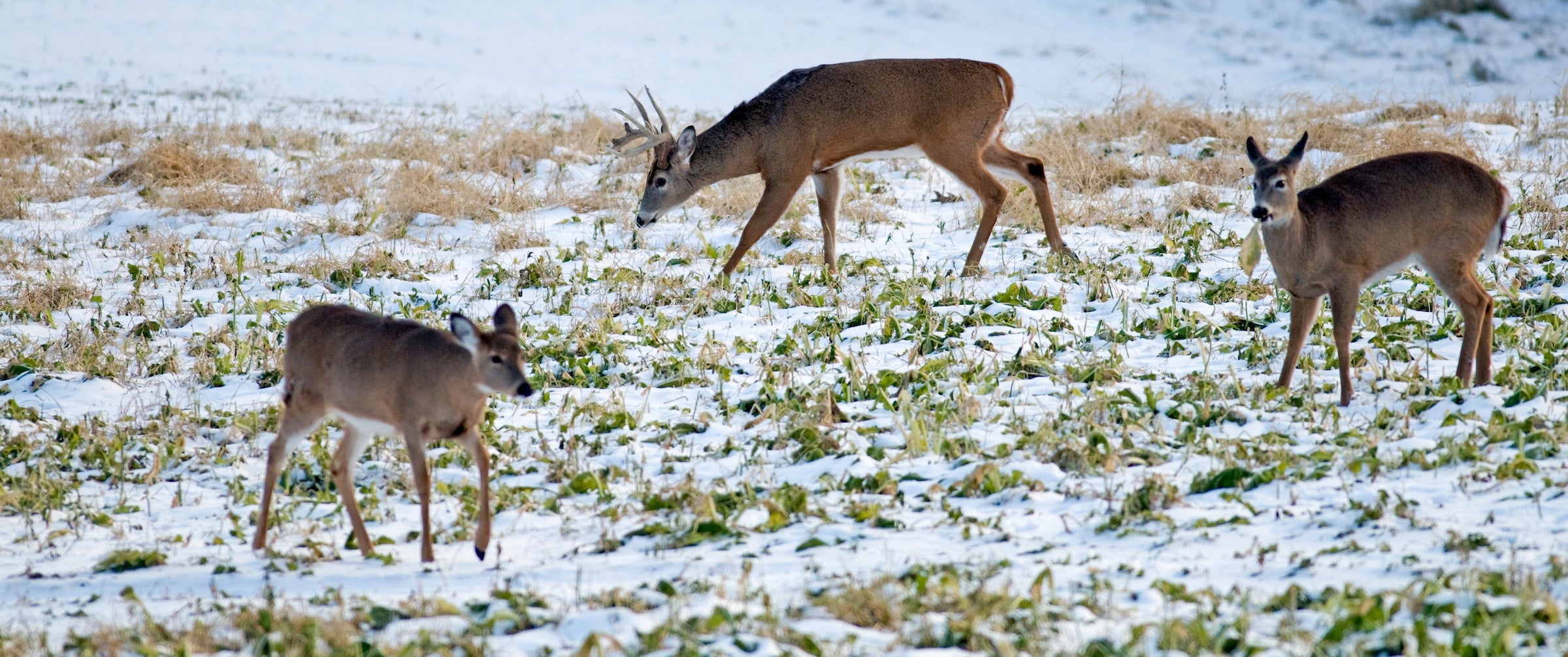 photo of whitetail deer in field