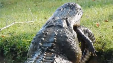 Video: Giant Cannibal Alligator “Snacks” on 6-Foot Gator