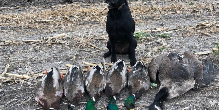 Expert Tips for Hunting Mallards on Dry Fields