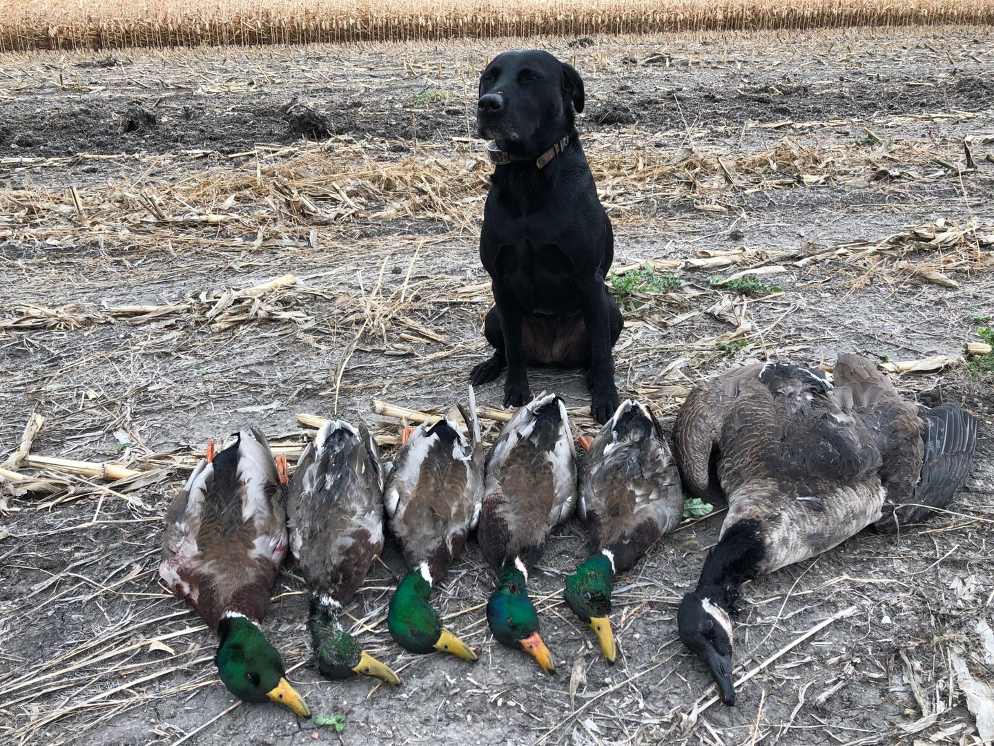 Black Labrador stands by a limit of green head ducks