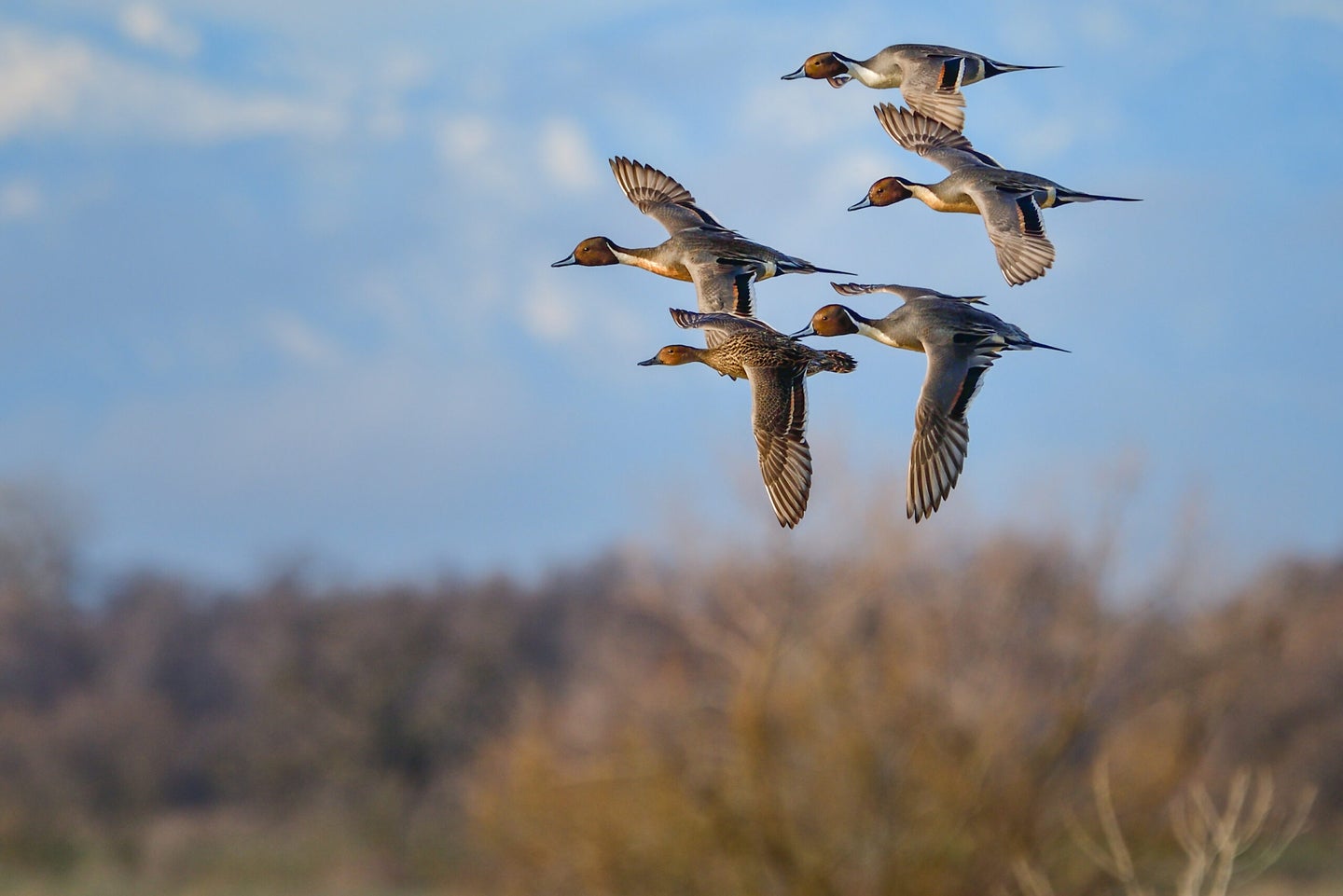 Northern Pintail courtshp flight during winter migration at Llano Seco National Wildlife Refuge