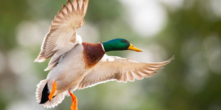 Fowl Play: How to Hit the “Gimme” Mallard Every Time