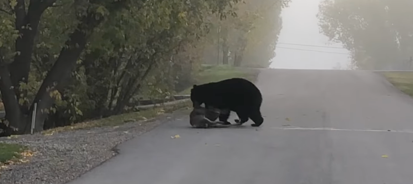 bear drags deer carcass across road