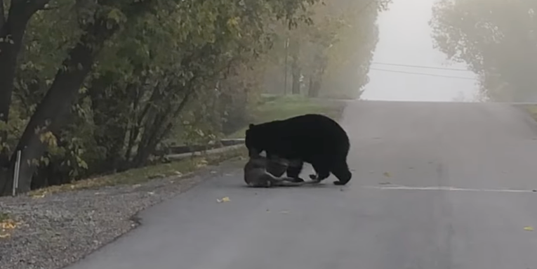 Video: Black Bear Kills and Eats a Deer Right in Front of Family