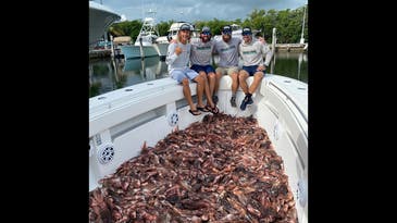 Spearfishing Team Removes Record 564 Invasive Lionfish During 2-Day Derby