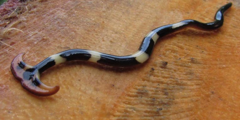Hideous Invasive Hammerhead Flatworm Reported in Tennessee