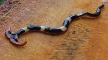 Hideous Invasive Hammerhead Flatworm Reported in Tennessee