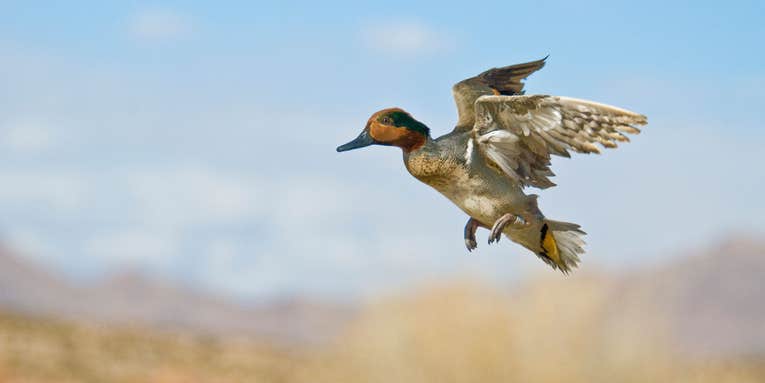 Fowl Play: How to Pick (and Shoot) Your Teal in a Tight Flock