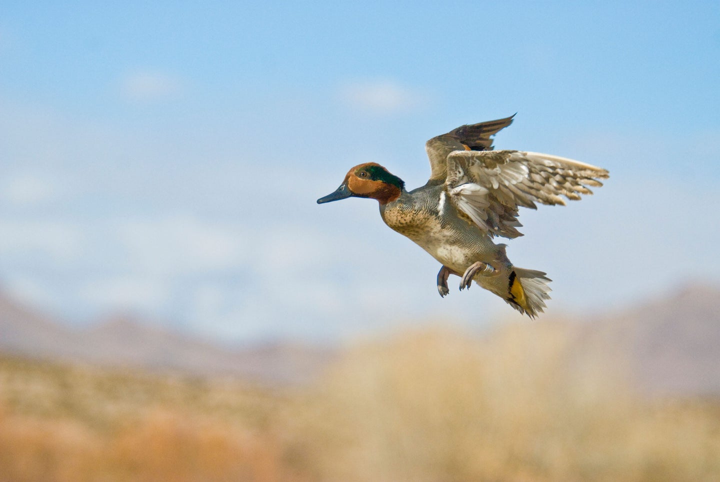 C4ACW0 Drake green-winged teal (Anas carolinensis) in flight at Bosque del Apache National Wildlife Refuge New Mexico