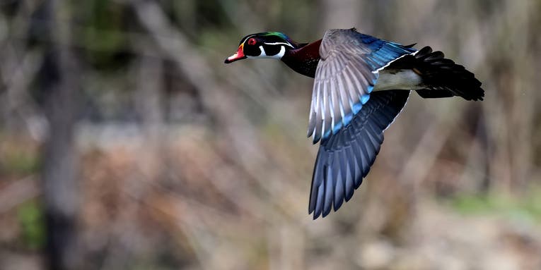 Fowl Play: Shooting Tips for the Quick, Tricky Wood Duck