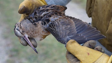 How to Bag a Limit of Woodcock Without a Dog