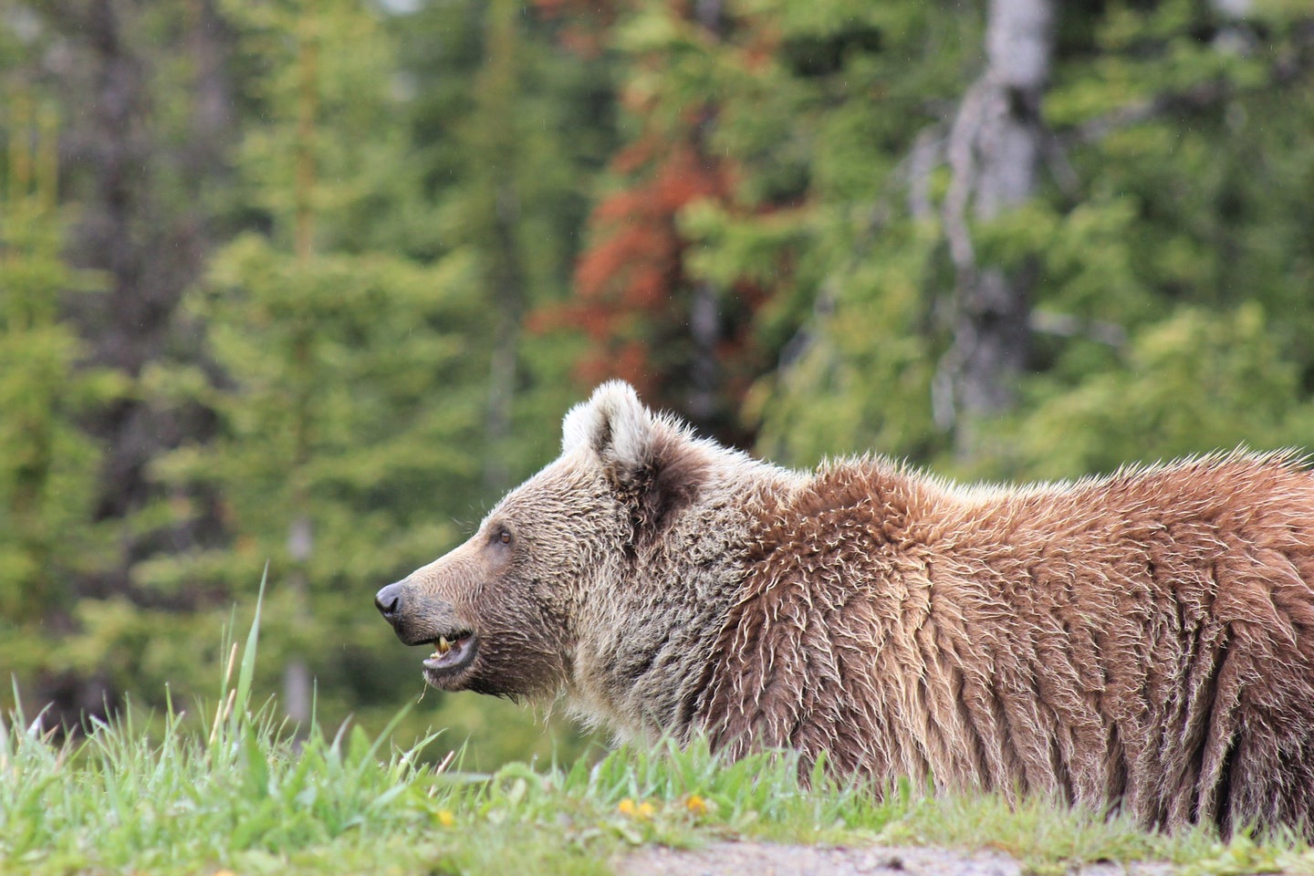 grizzly bear growling