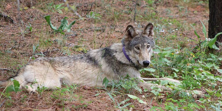 Gray Wolf Tagged in Oregon Makes Epic Journey to Southern California