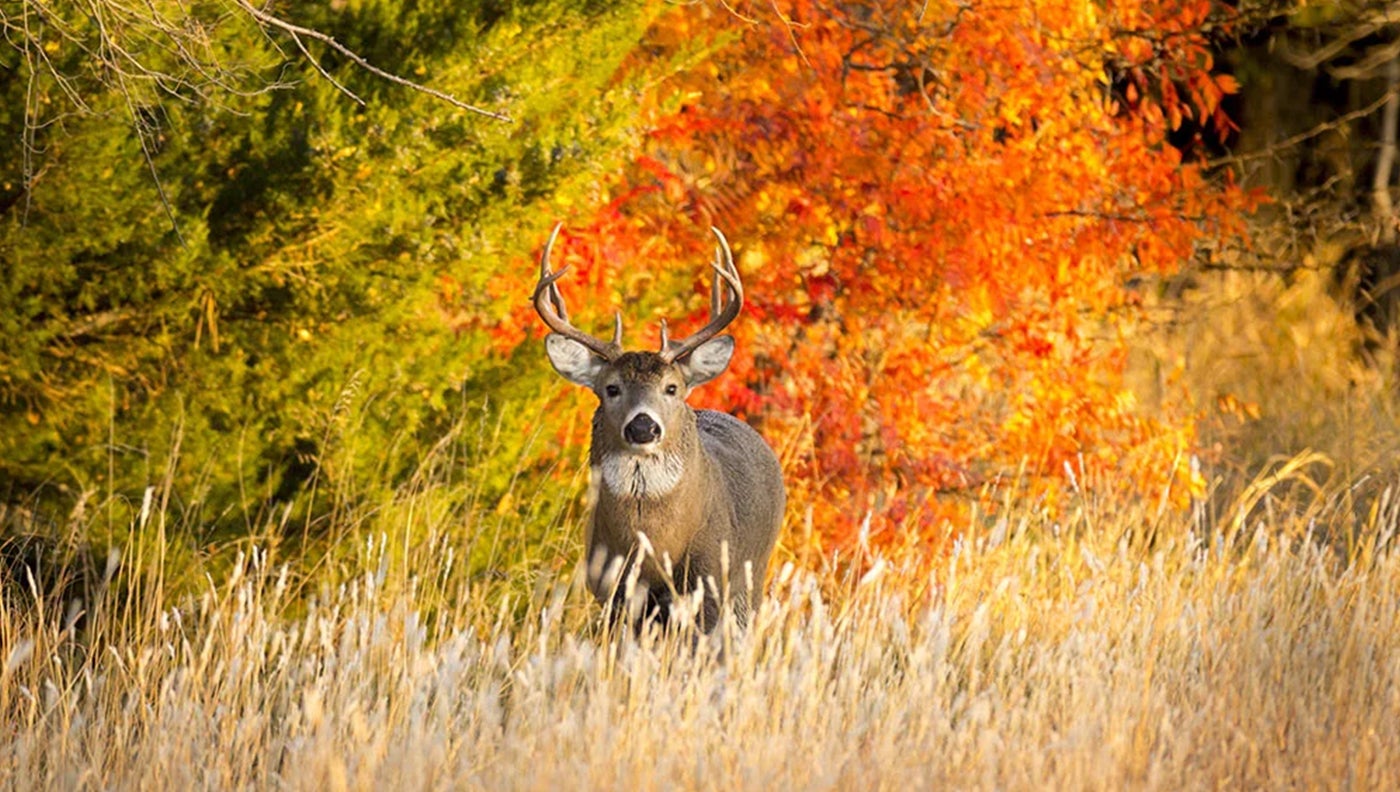 photo of whitetail buck in October