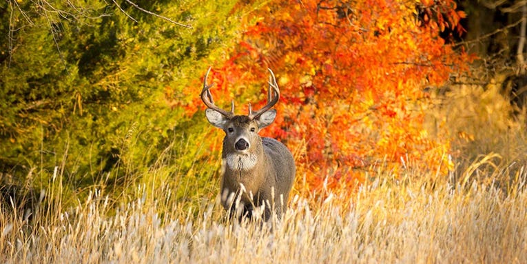 October Lull Deer Hunting: 10 Ways to Get Your Buck Now