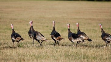 The 5 Most Effective Calls and Vocalizations for Fall Turkey Hunting
