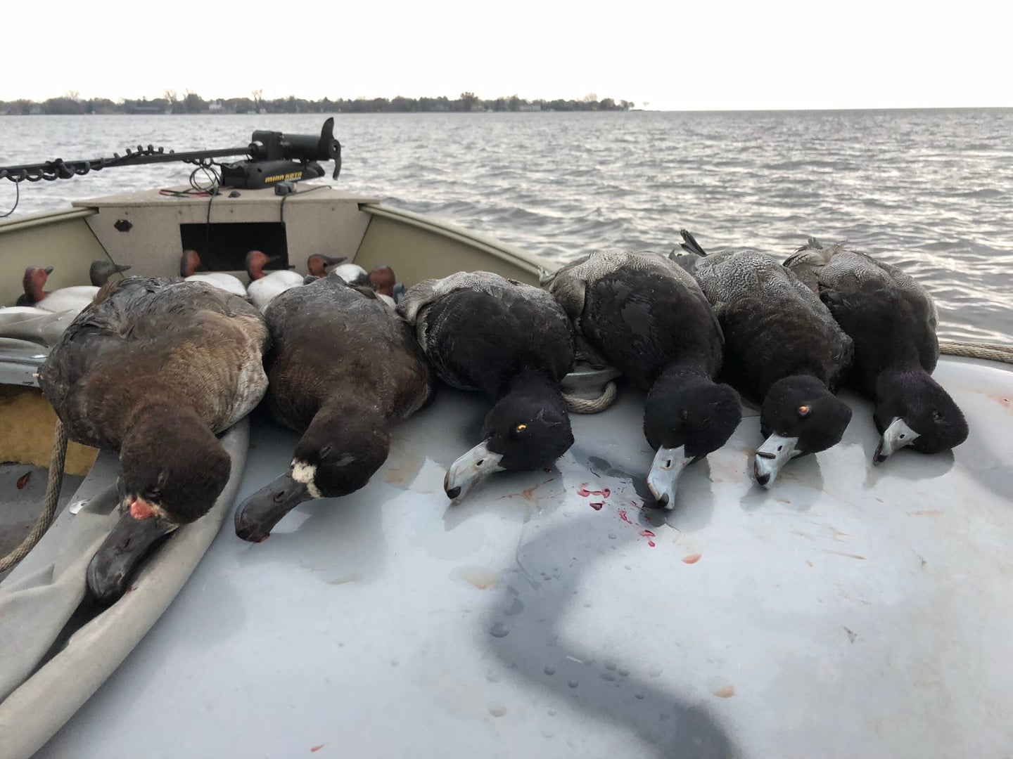 A mixed back of diving ducks after a duck hunt