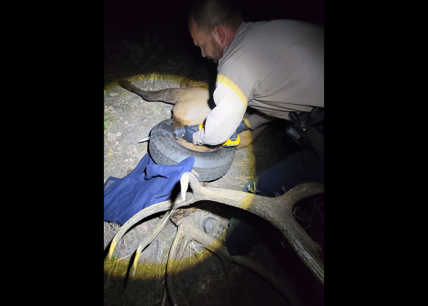 at night man with tranquilized bull elk with tire around neck and large antlers