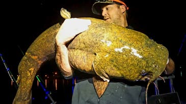 Joe Granata Catches 64-Pound “River Monster” Flathead Catfish
