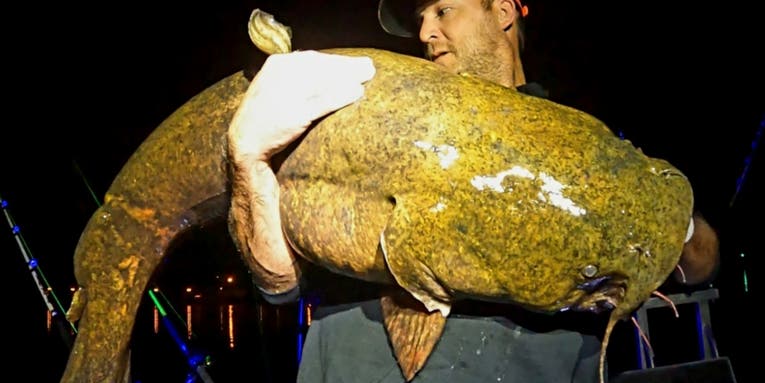 Joe Granata Catches 64-Pound “River Monster” Flathead Catfish