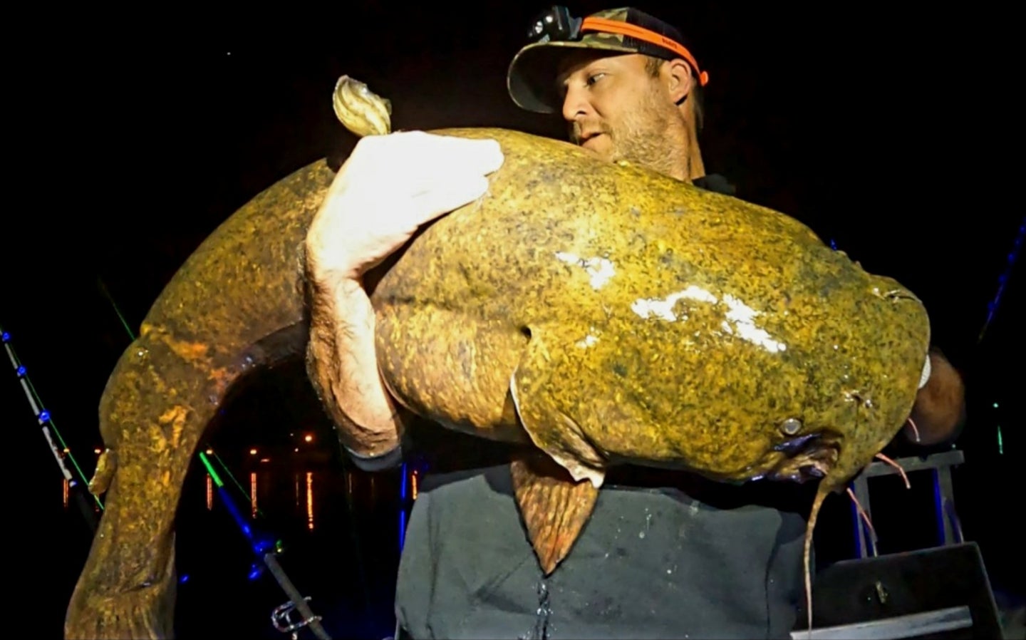 Man holds big flathead catfish at night