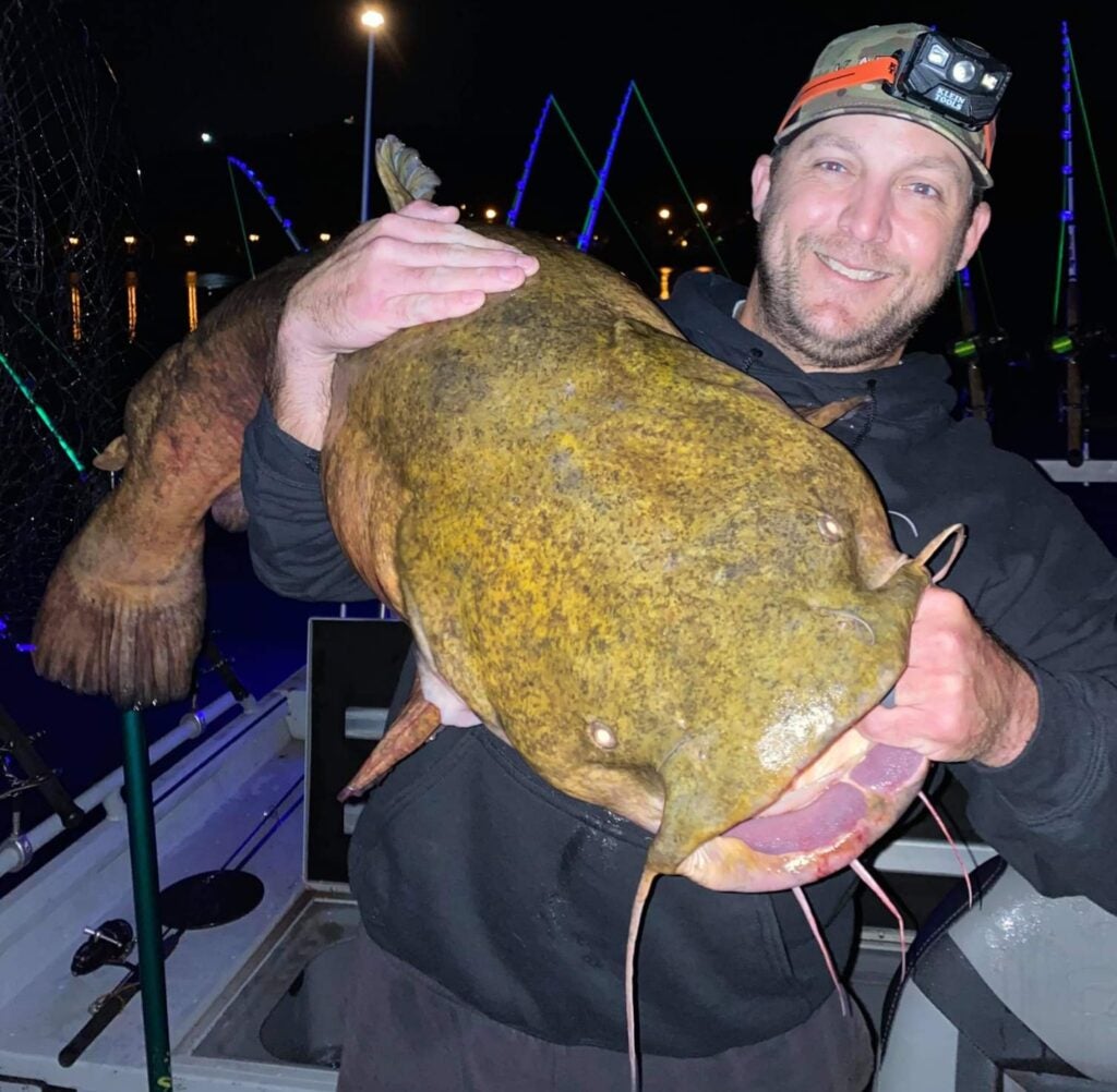 man holds large mouth of flathead catfish up toward the camera