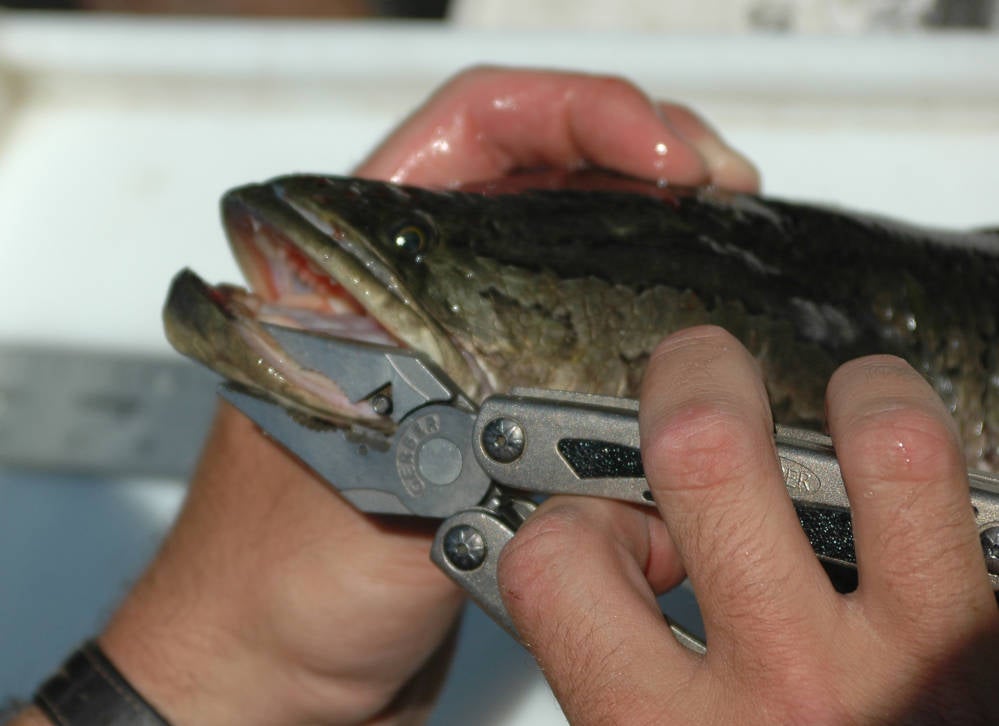 snakehead fish with pliers in mouth