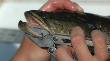 Maryland Donates 2,000 Pounds of Invasive Snakeheads to Local Food Bank