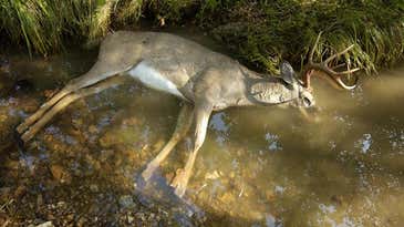 Vermont Confirms EHD in Whitetail Population for First Time Ever