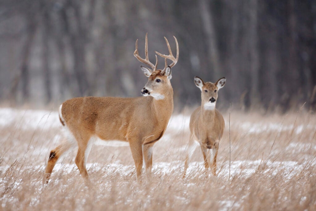 Whitetail buck and doe