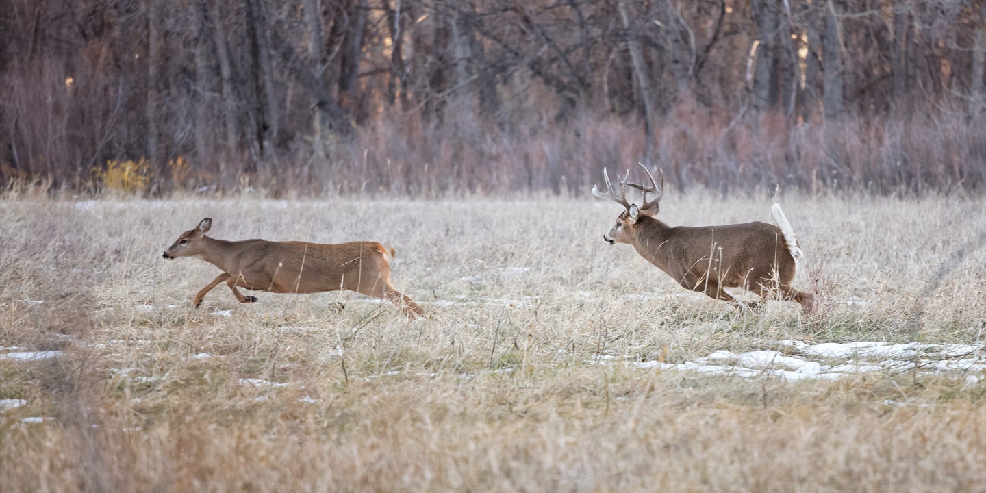Whitetail buck chases doe