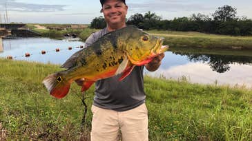 Florida Angler Catches Monster State-Record Peacock Bass