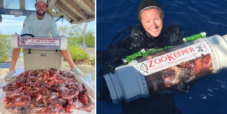 21,146 Lionfish Removed in Florida Lionfish Challenge