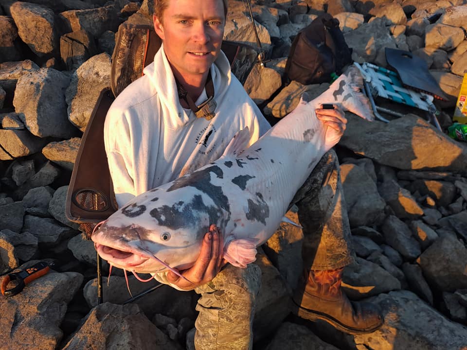 man holds patchy blue and white catfish