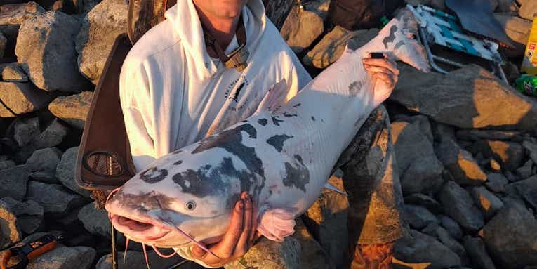 “Holy Cow!” Piebald Catfish Caught On the Mississippi River