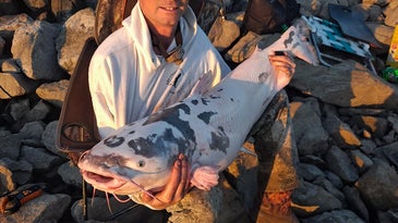 “Holy Cow!” Piebald Catfish Caught On the Mississippi River