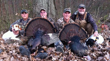 Expert Tips for Scouting, Scattering, and Tagging Fall Turkeys