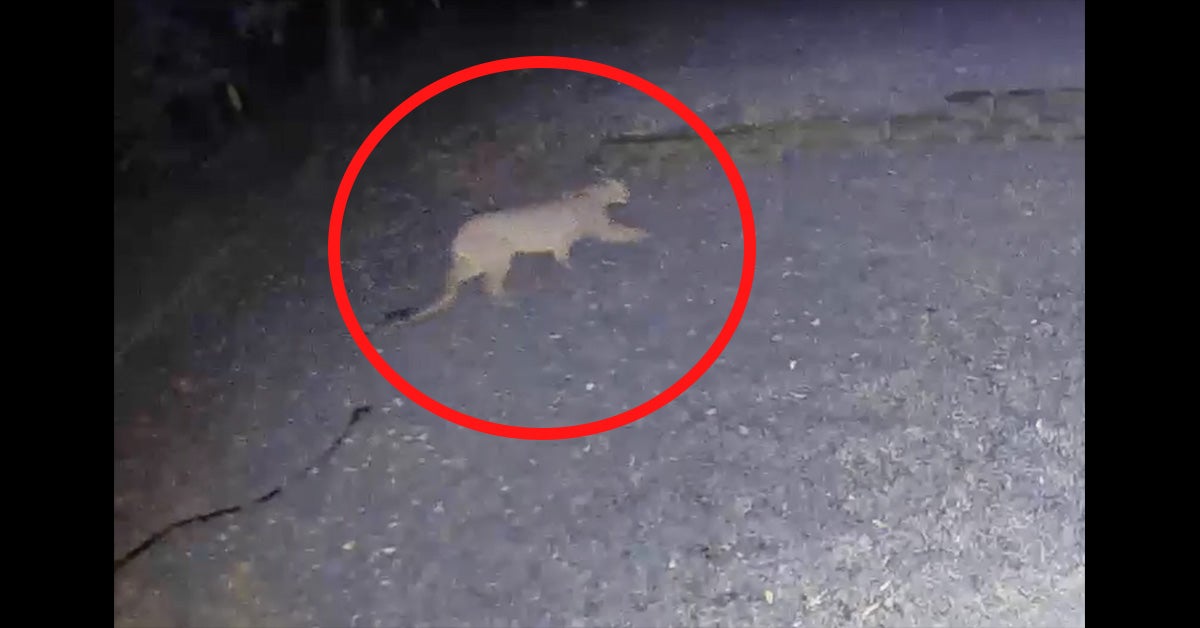 mountain lion walks through suburban neighborhood at night