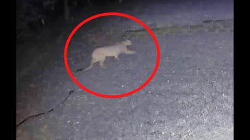 Video: Rare Mountain Lion Sighting in Iowa